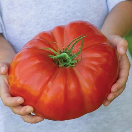 Organic Giant Monster Tomato Seeds