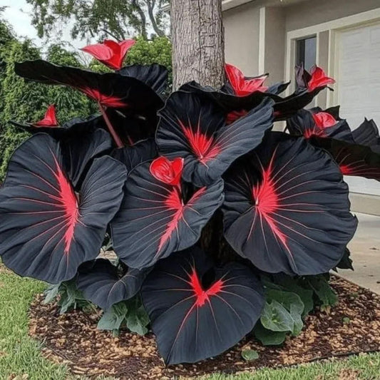 Rare Hosta Flower Seeds + 100 Grams Organic Potmix Free