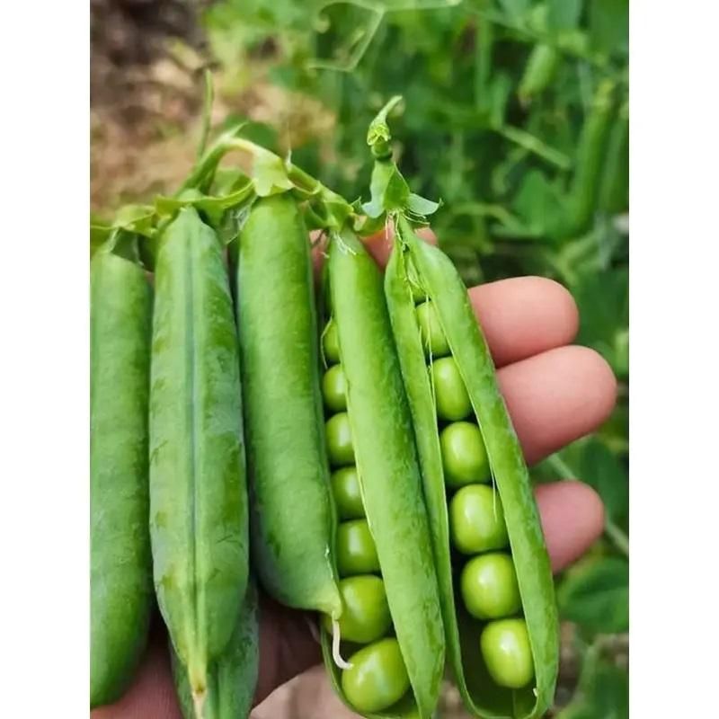 Organic Green Peas Seeds