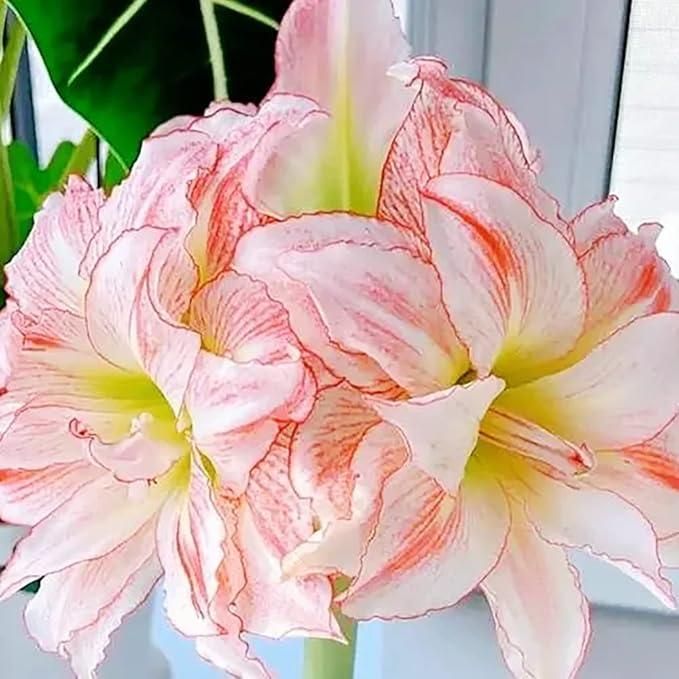 Amaryllis Bulbs - Beautiful Fairy