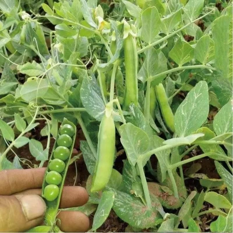 Organic Green Peas Seeds