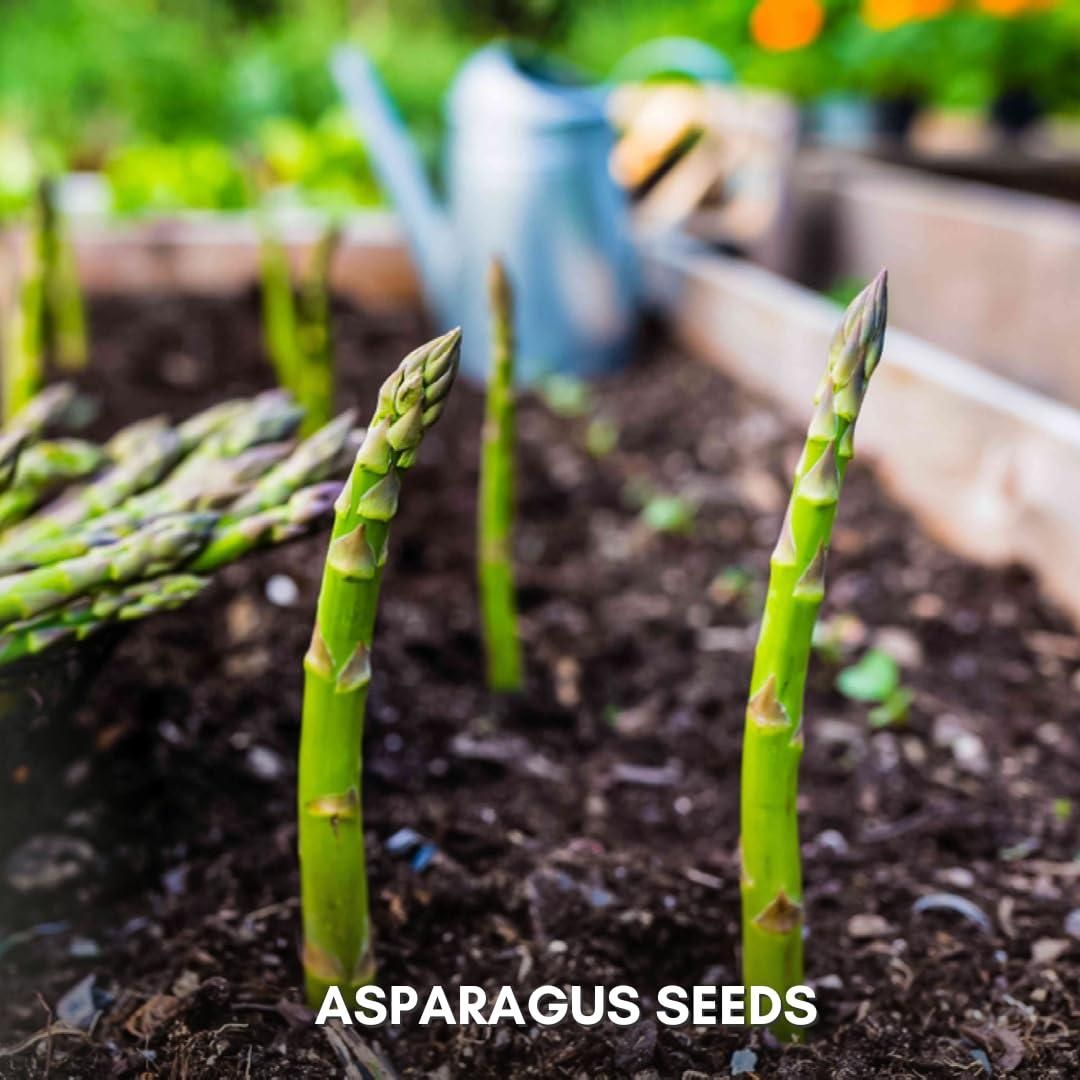 🌿King of Vegetables - Asparagus Mary Washington Seeds