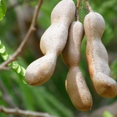 Sweet Tamarind Seeds (Free Pot Mixture 100 gm)