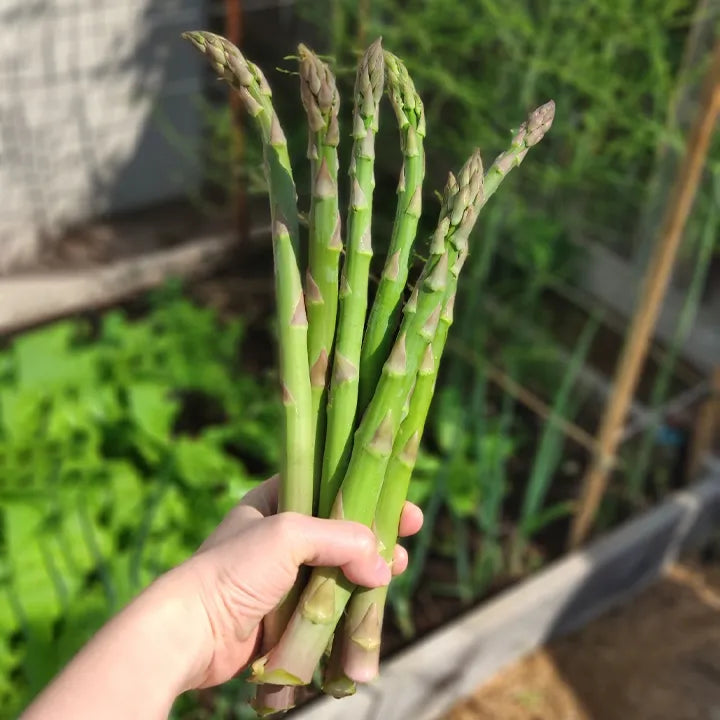 🌿King of Vegetables - Asparagus Mary Washington Seeds