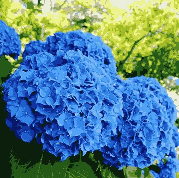 Mixed-Color Hydrangea Seeds