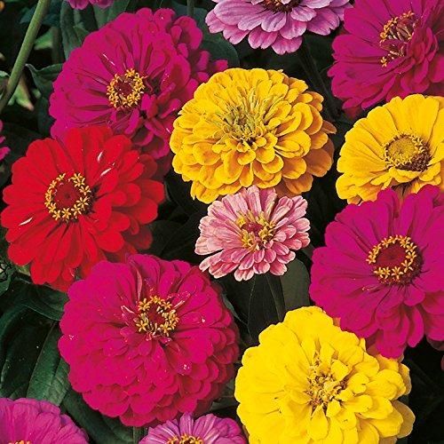 Double Zinnia Mixed Colour Seeds + Free Plant Growth Booster and Supplement