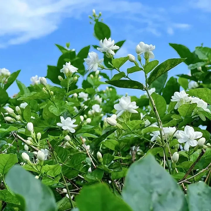 Double Jasmine Seeds