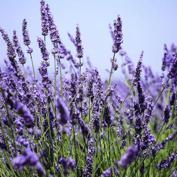 Premium Lavender Seeds