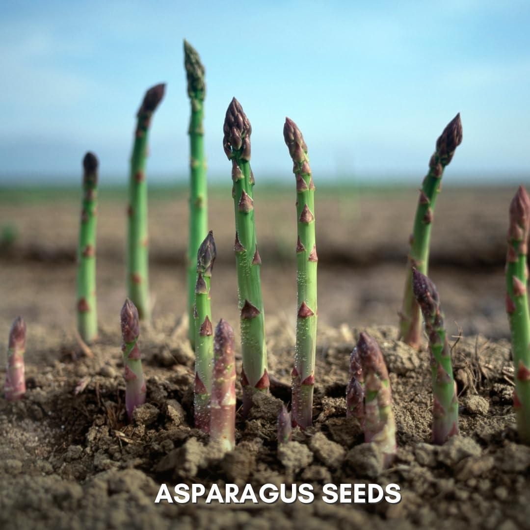 🌿King of Vegetables - Asparagus Mary Washington Seeds