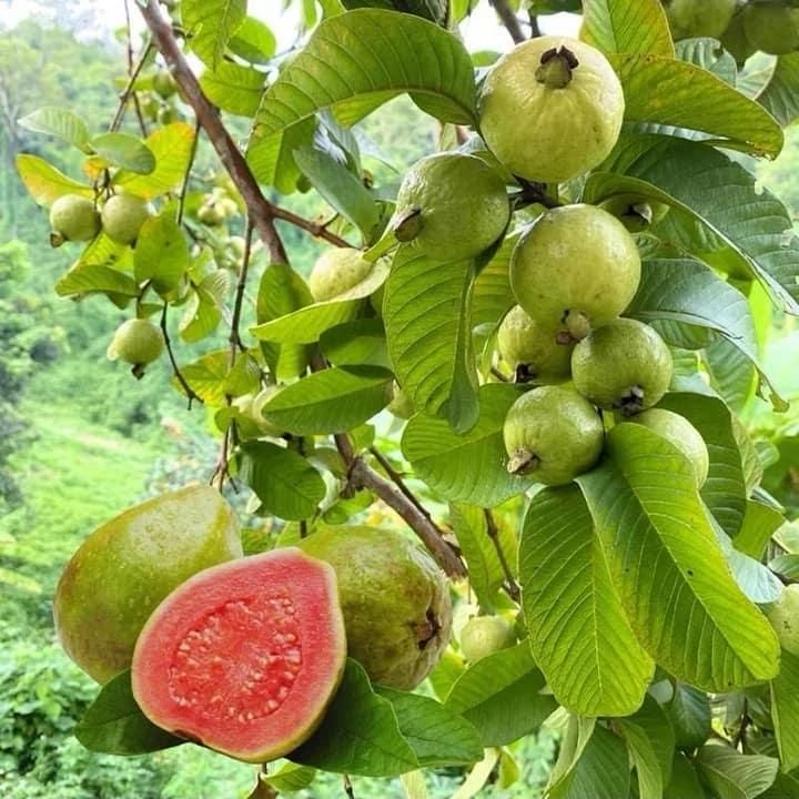 Organic Pink Guava Seeds