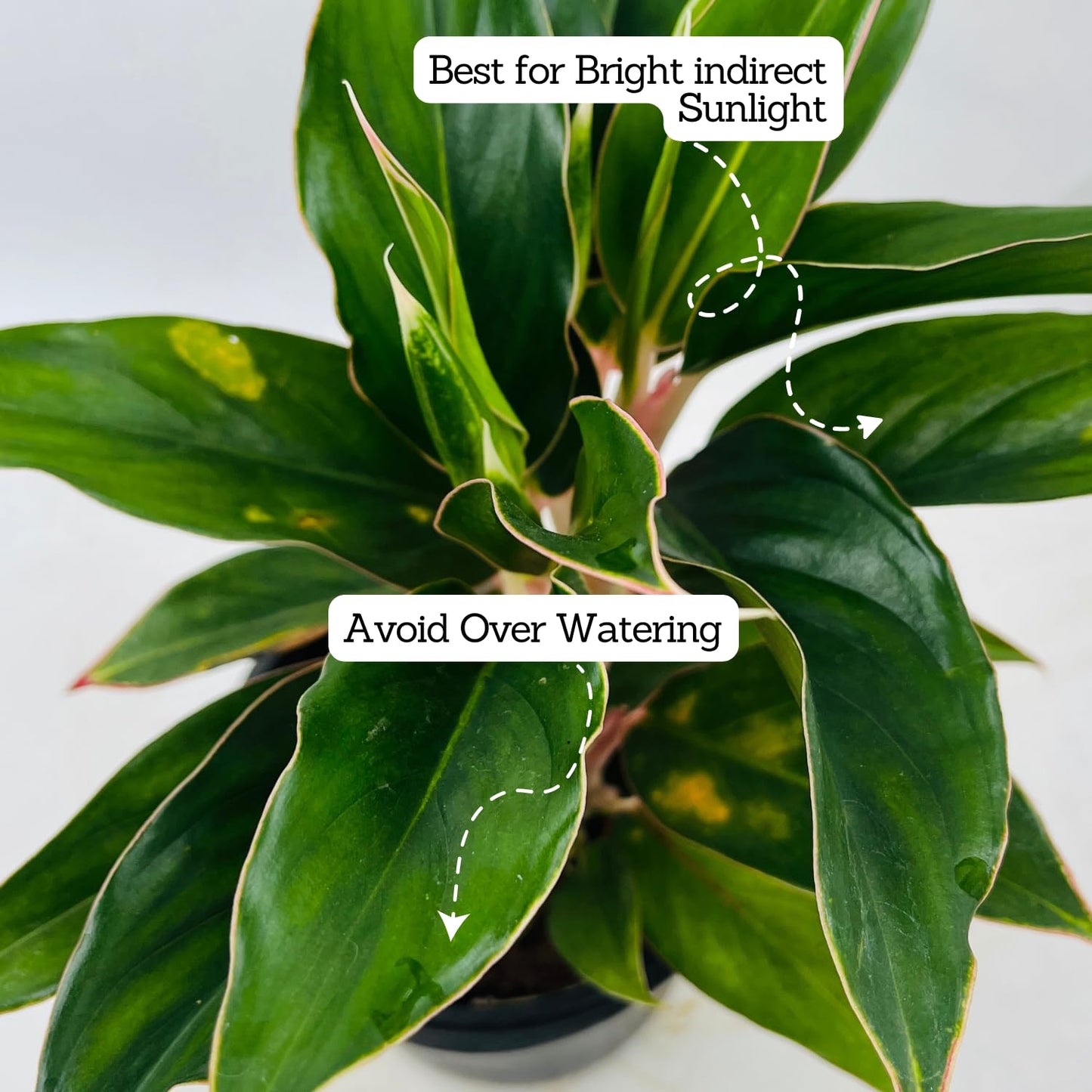 Aglaonema - Chinese Evergreen Plant With Plastic Pot