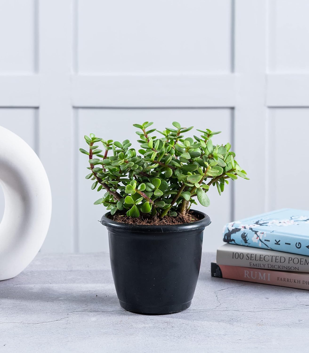 Lucky Jade Feng Shui Plant With Plastic Pot