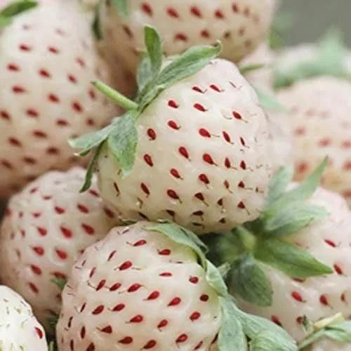 Rare White Strawberry Seeds
