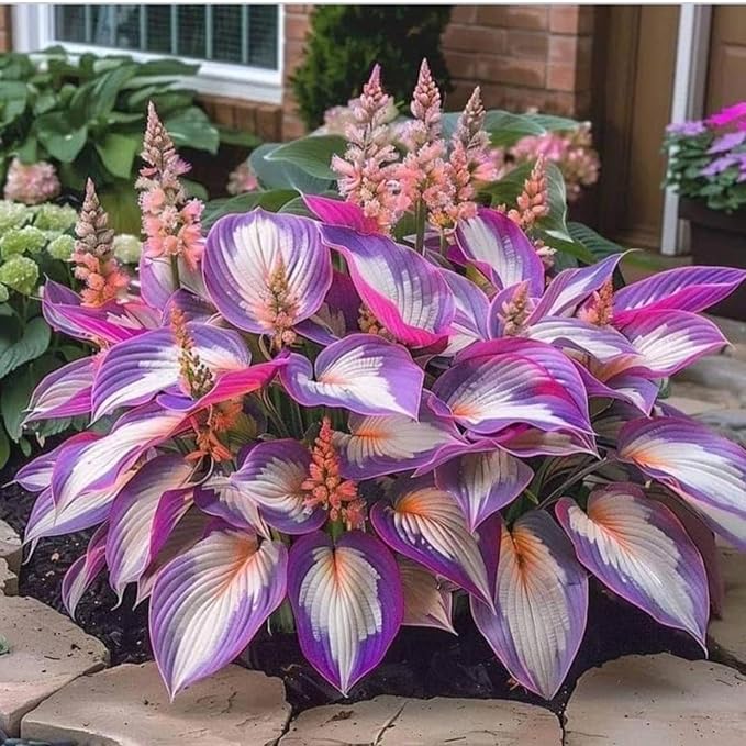 Imported Multicolor Hosta Seed (Buy 1 Get 1 Free)
