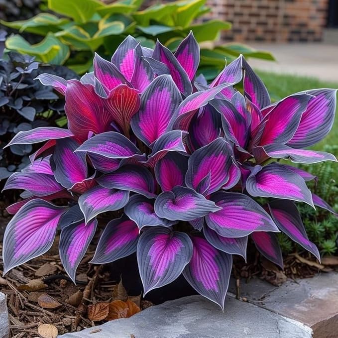 Imported Multicolor Hosta Seed (Buy 1 Get 1 Free)