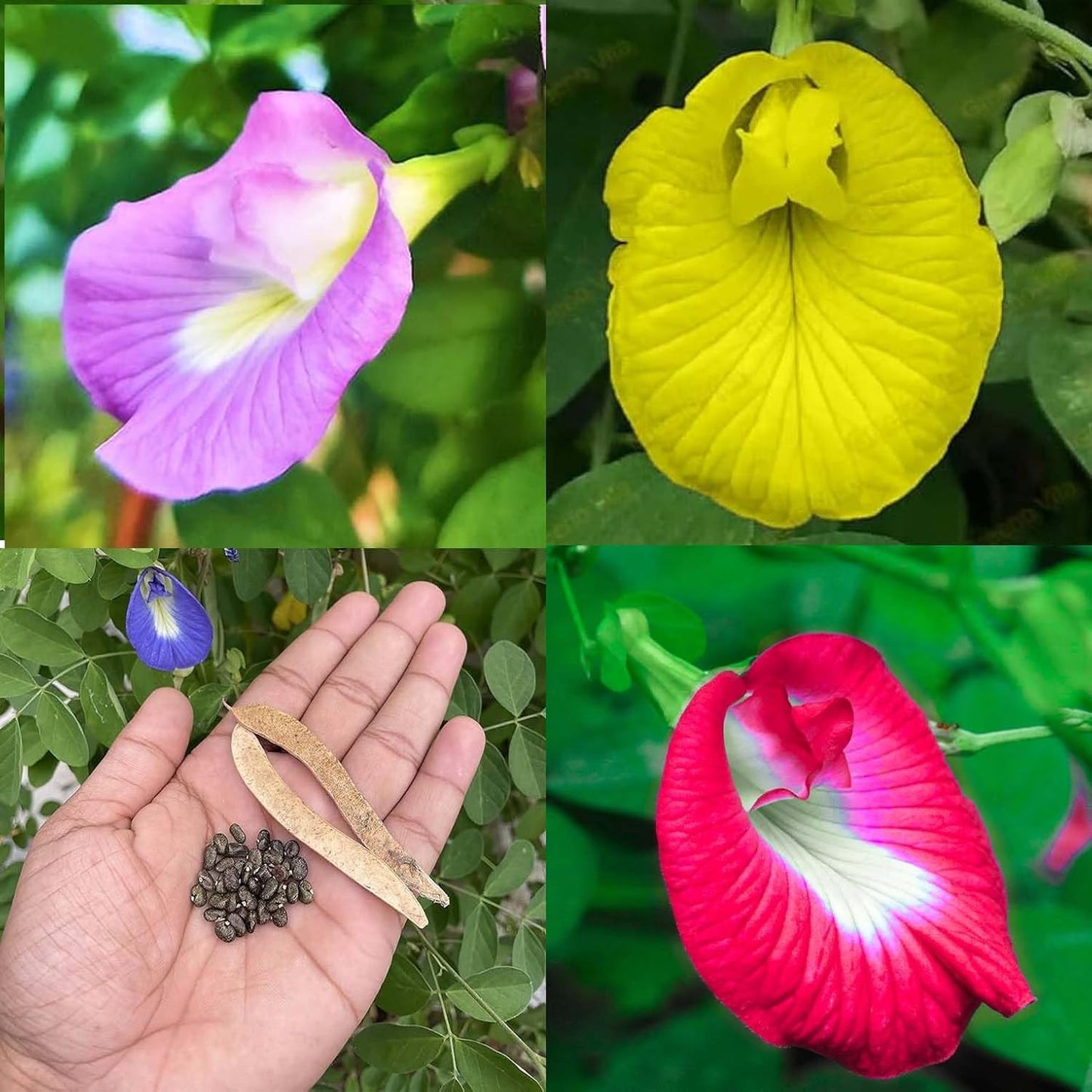 Beautiful Butterfly Pea Seeds