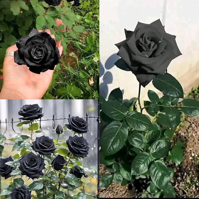 Black Rose Seeds + Free Plant Growth Serum