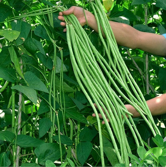 Super-Long Green Bean Seeds (Buy 1 Get 1 Free)