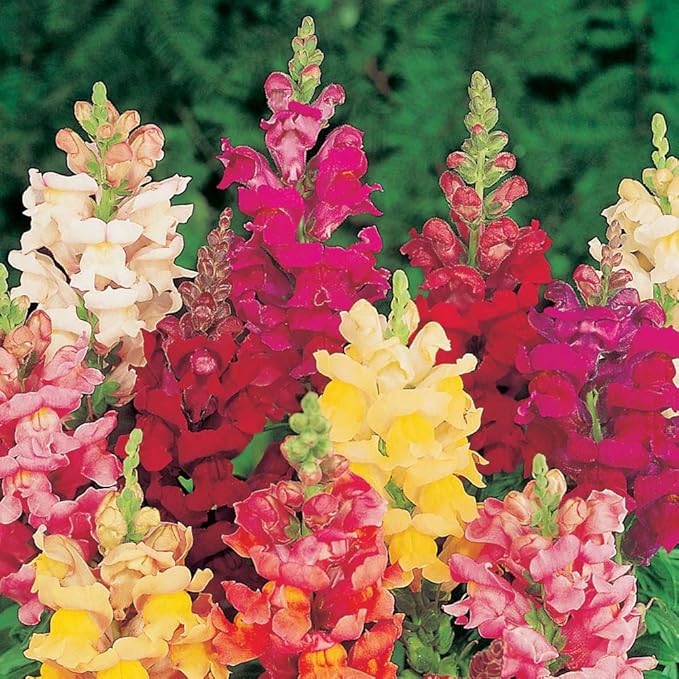 Snapdragon Seeds (Free Pot Mixture 100 gm)