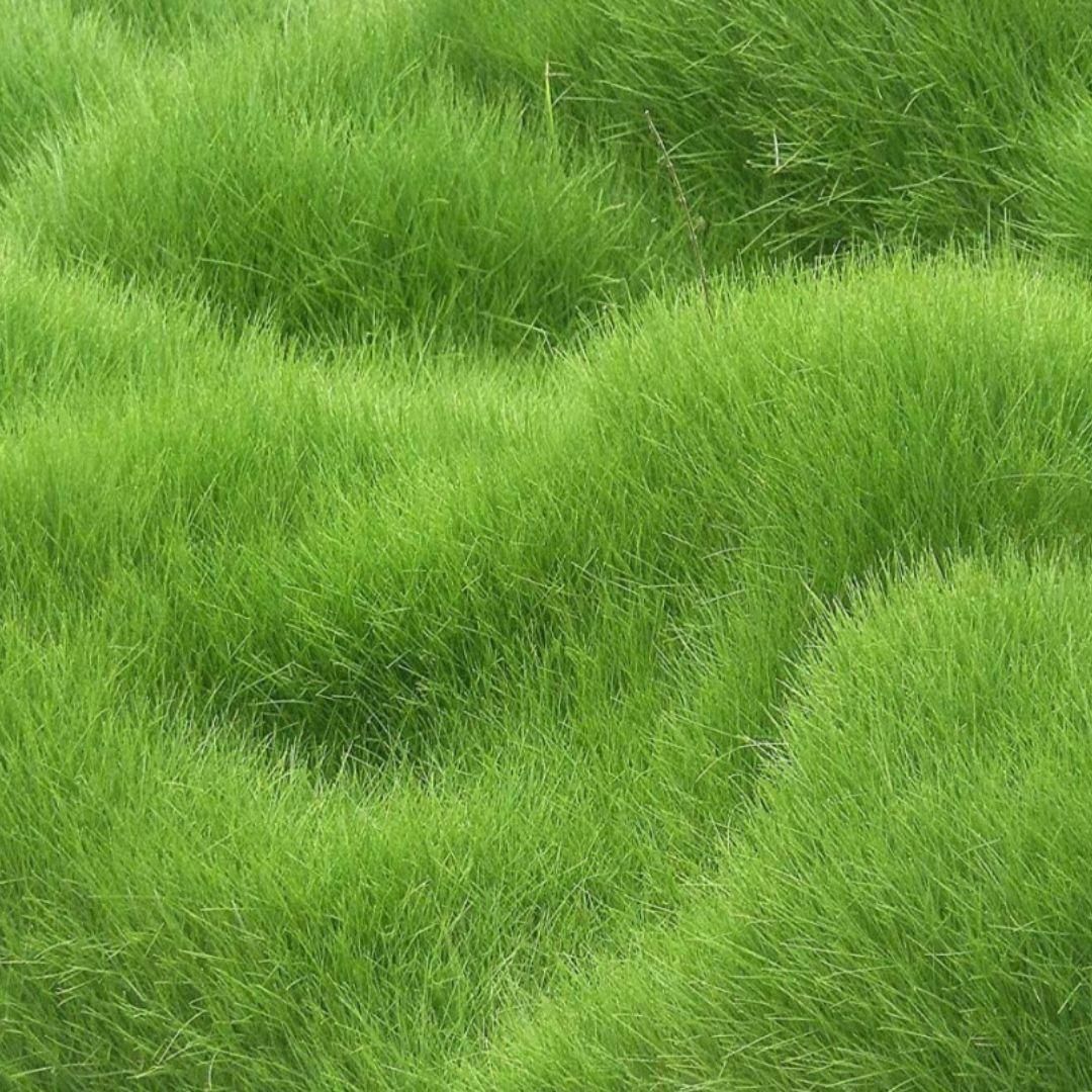 Four Seasons Evergreen Dwarf Grass Seeds (Buy 1 Get 1 Free) + Free Fertilizer Inside
