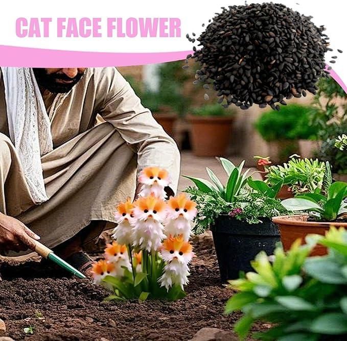 Cat Eye Dazzle Flower Seeds🌸 + Free Organic Pot Mix 100 Grams🌱