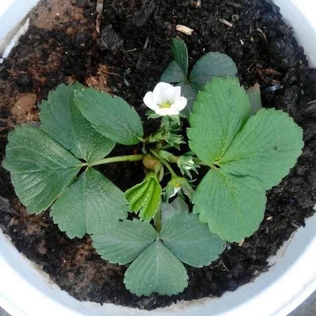Rare White Strawberry Seeds