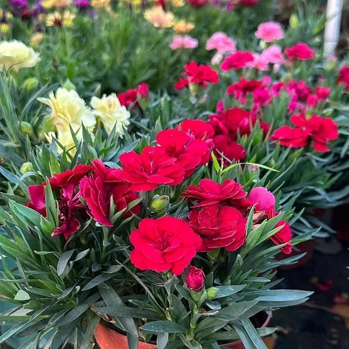 Multi-Colored Carnation Seeds + Free Pot Mixture 100 gm