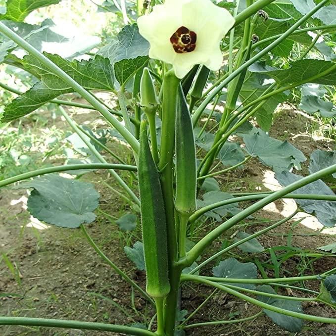 Organic High Yield Lady's Finger Seeds