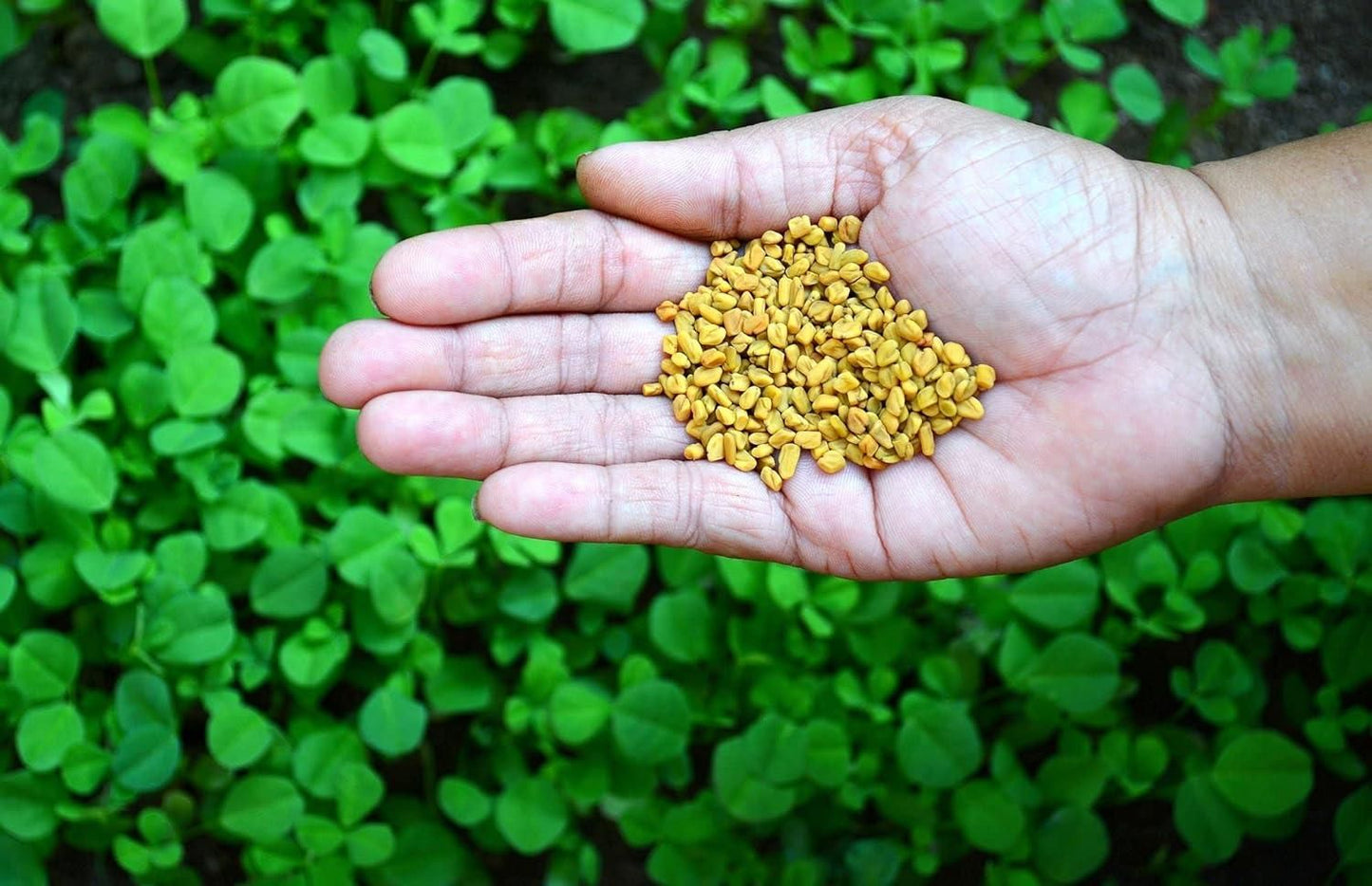 Methi Seeds