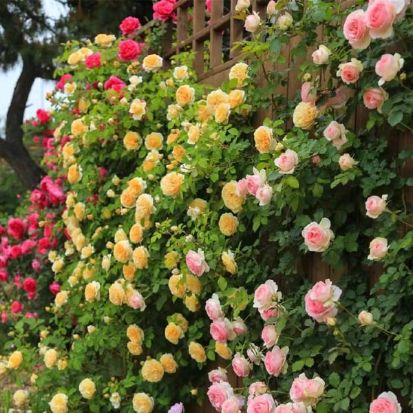 EverGlow Climbing Roses (Buy 1 Get 1 Free)