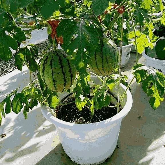 Potted Watermelon Seeds 🍉