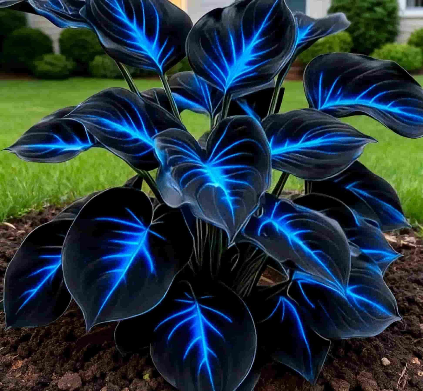 Rare Blue Flame Hosta seeds + 100 Grams Organic Potmix Free