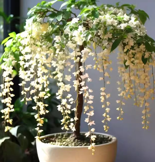 Hanging Jasmine Flower Seeds