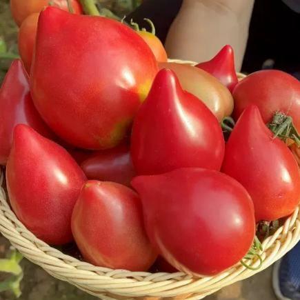 Mango Honey Tomato Seeds