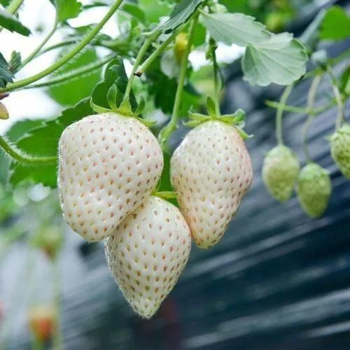 Rare White Strawberry Seeds