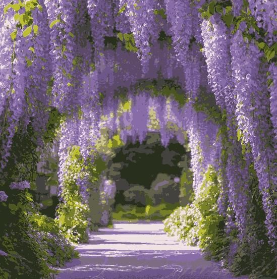 Cascading Wisteria Seeds