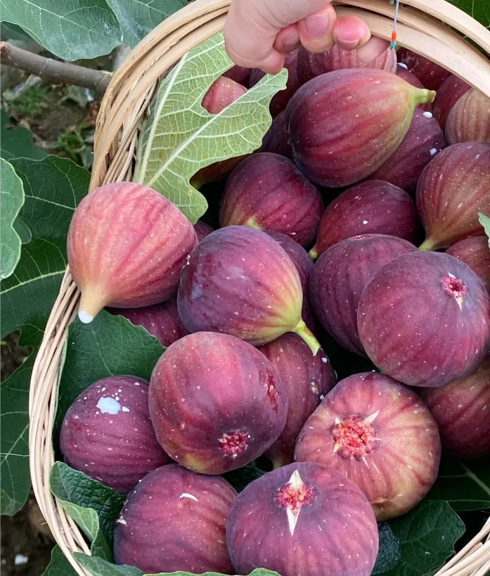 🍑Super Giant Fig Tree Seeds - The Sweetness of a Peach in Every Bite! 🌟