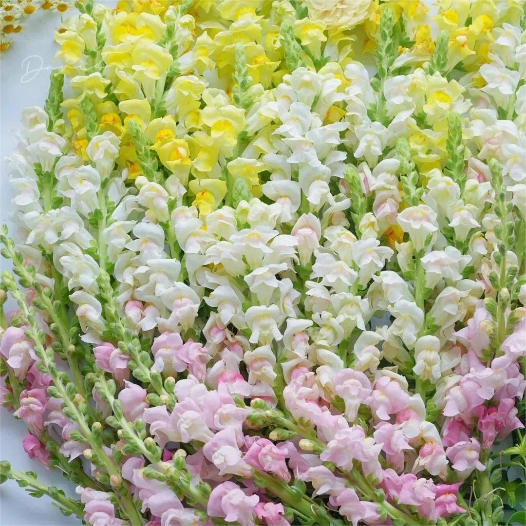 Snapdragon Seeds (Free Pot Mixture 100 gm)