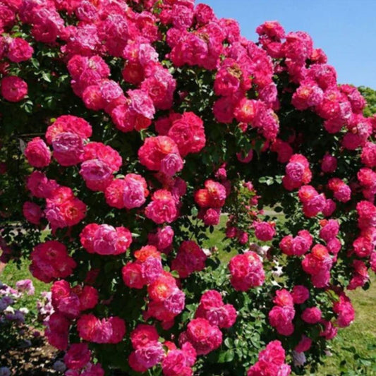 Elegant Climbing Rose Flower Seeds + Plant Growth Supplement Free