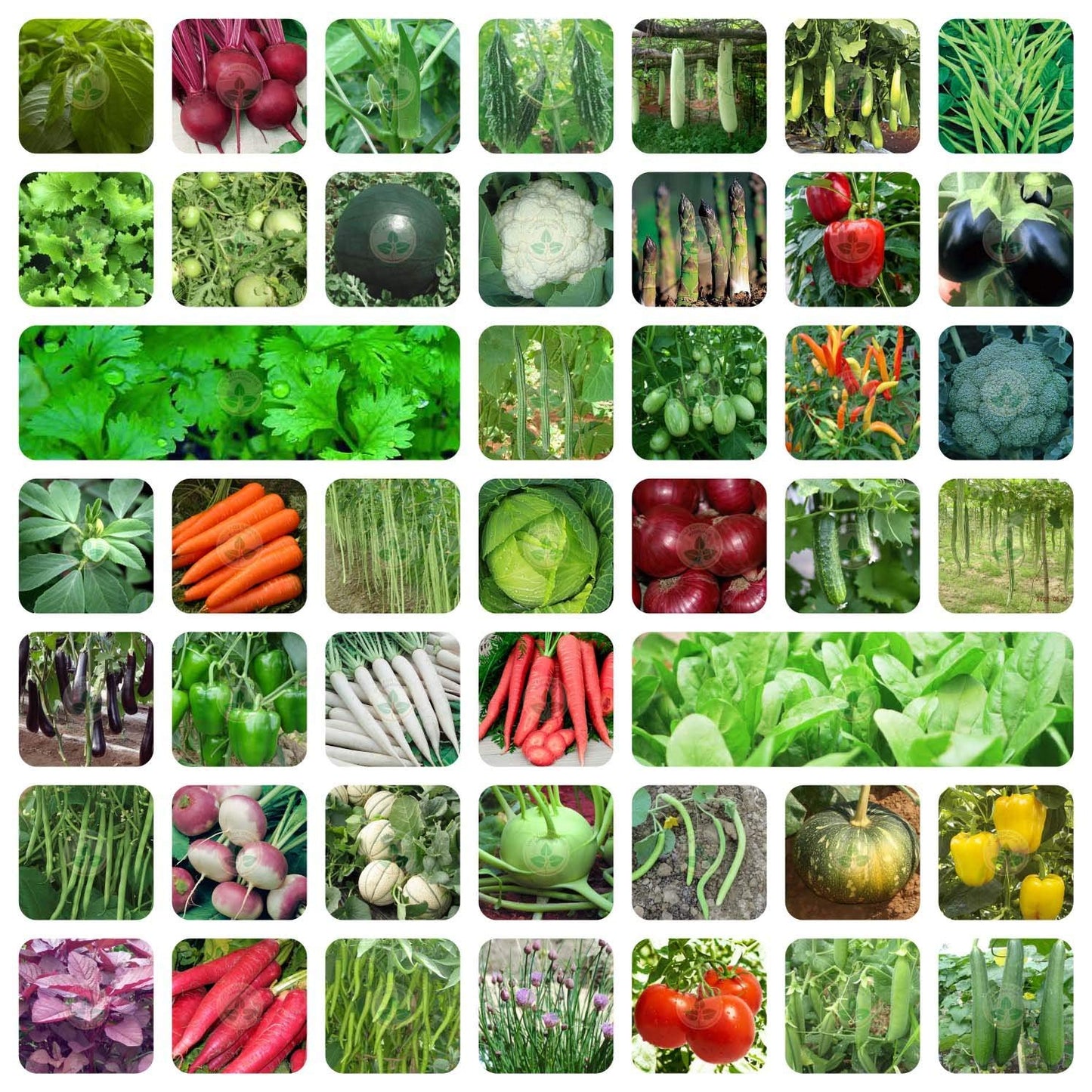 35 Variety Vegetable Seed Kit