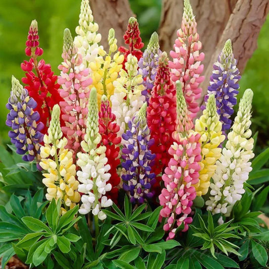 Lupine Flower Seeds 🌺