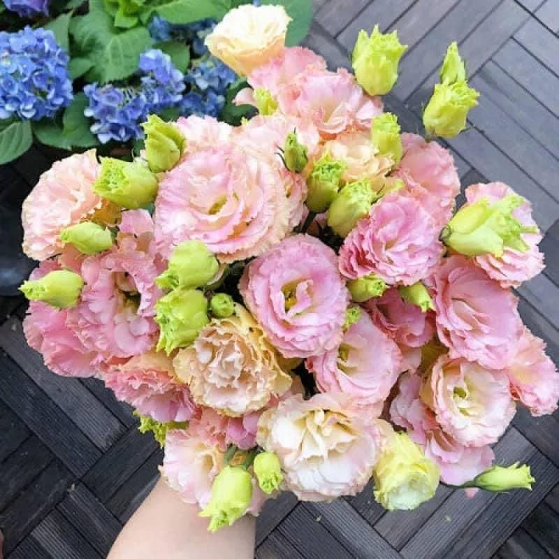 Lisianthus Mix Seeds