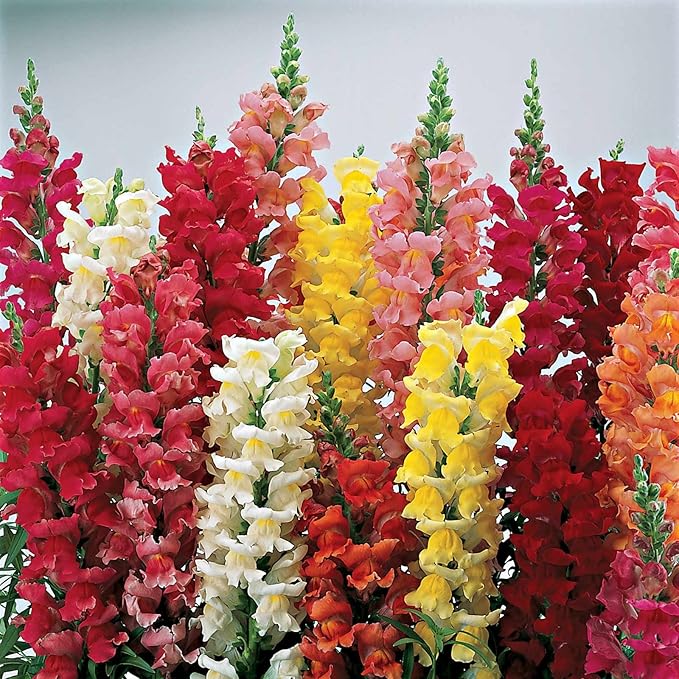 Snapdragon Seeds (Free Pot Mixture 100 gm)