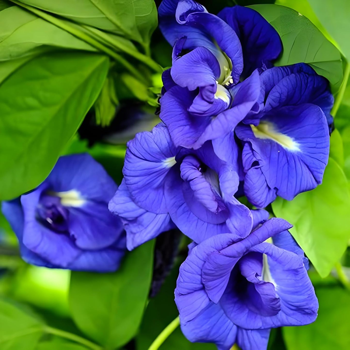 Beautiful Butterfly Pea Seeds