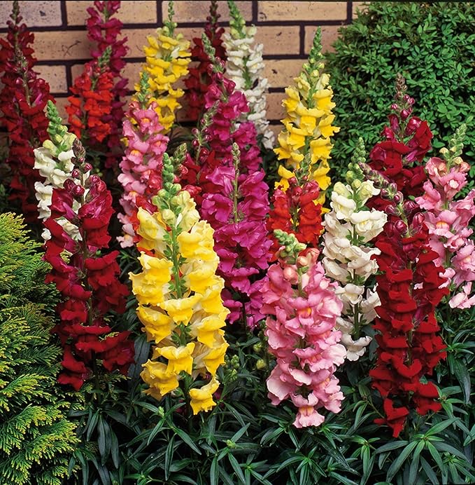 Snapdragon Seeds (Free Pot Mixture 100 gm)