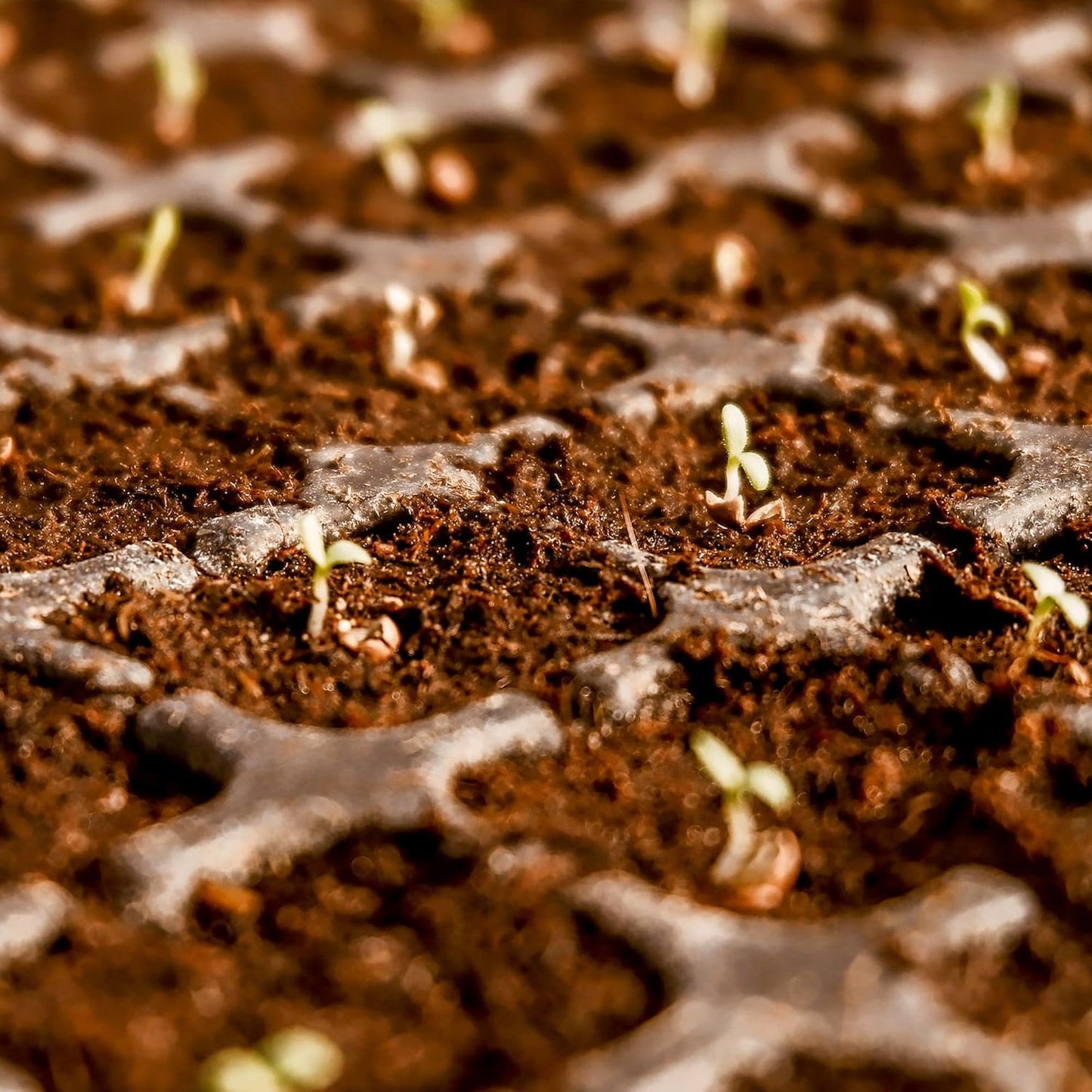 Premium Organic Coconut Coir Bricks (Set of 2) + Plant Growth Booster Free