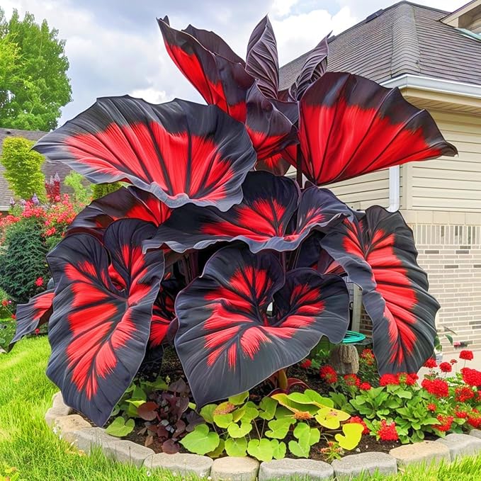 Black Hosta Seeds + 100 grams Organic Pot mix Free