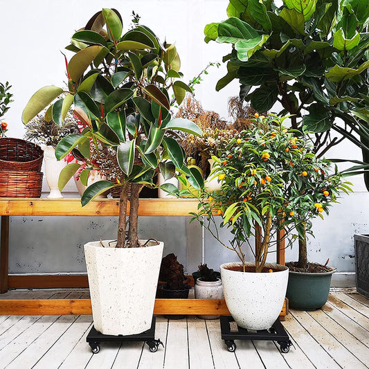 Plant Caddy with Wheels