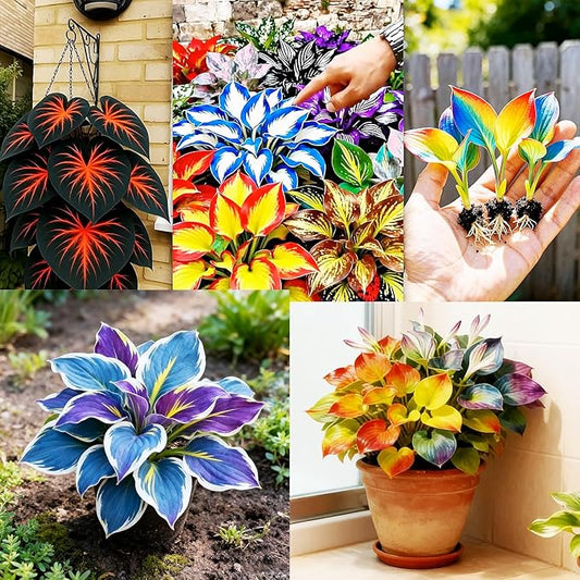 Imported Multicolor Hosta Seed (Buy 1 Get 1 Free)