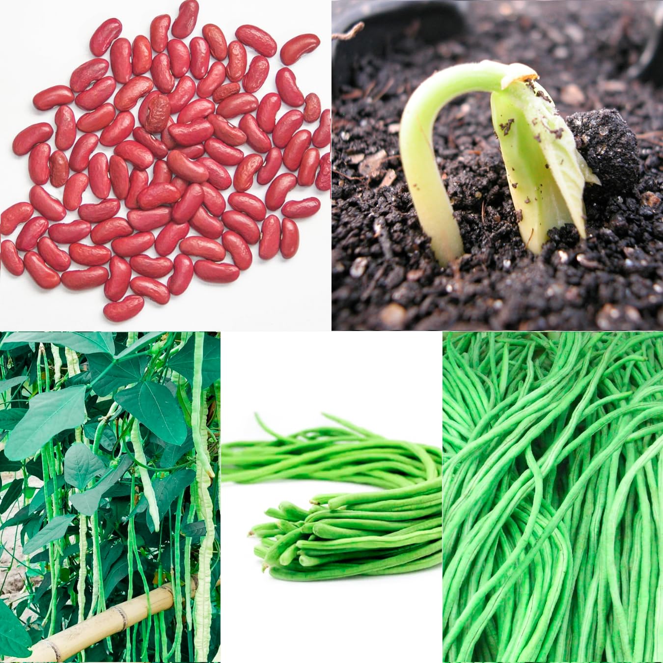 Super-Long Green Bean Seeds (Buy 1 Get 1 Free)